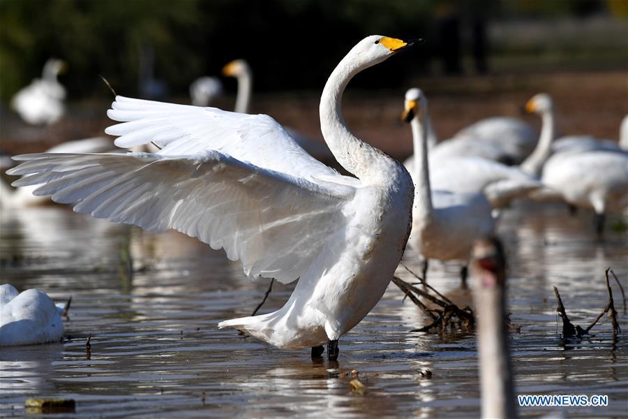 Wild swans are seen at a wetland in Pinglu, north China\'s Shanxi Province, Oct. 31, 2018. Migratory wild swans recently came to the wetland to spend the winter. (Xinhua/Yang Chenguang)