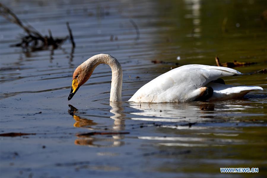 A wild swan is seen at a wetland in Pinglu, north China\'s Shanxi Province, Oct. 31, 2018. Migratory wild swans recently came to the wetland to spend the winter. (Xinhua/Yang Chenguang)