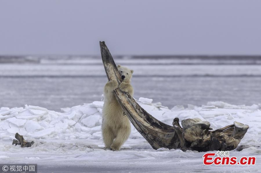 A hungry bear cub holds onto a towering whale bone in Alaska. The young bear and its sibling climb on a bowhead whale bone which has been left out by local Alaskan Inupiat hunters. The 75-ton whales are sacred to Inupiat people, who cook and eat three per year, leaving the bones in a designated place for the polar bears to finish off the scraps of meat stuck to the bones. (Photo/VCG)
