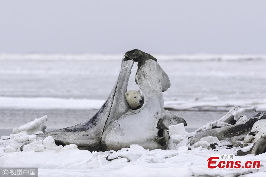 A hungry bear cub holds onto a towering whale bone in Alaska. The young bear and its sibling climb on a bowhead whale bone which has been left out by local Alaskan Inupiat hunters. The 75-ton whales are sacred to Inupiat people, who cook and eat three per year, leaving the bones in a designated place for the polar bears to finish off the scraps of meat stuck to the bones. (Photo/VCG)