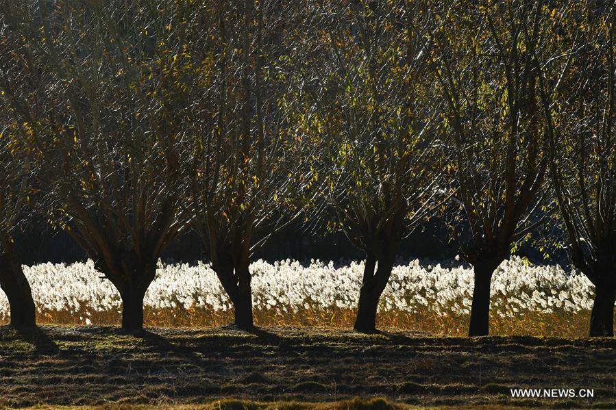 Photo taken on Nov. 4, 2018 shows reed flowers in a wetland in Qushui County of Lhasa, southwest China\'s Tibet Autonomous Region. (Xinhua/Wang Quanquan)