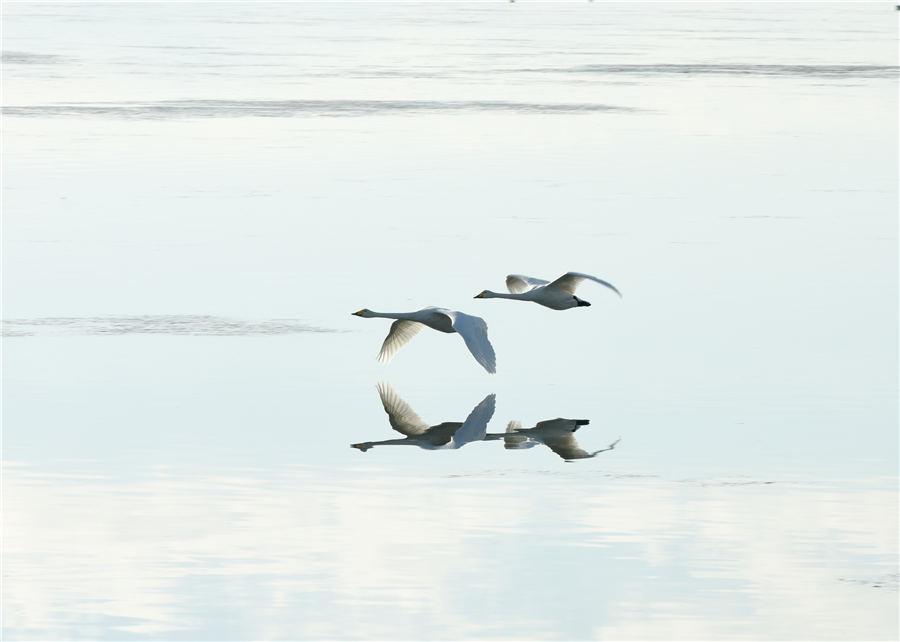 As winter approaches, Swan Lake in Rongcheng, East China\'s Shandong Province, attracts flocks of swans to spend the winter. (Photo/Asianewsphoto)
