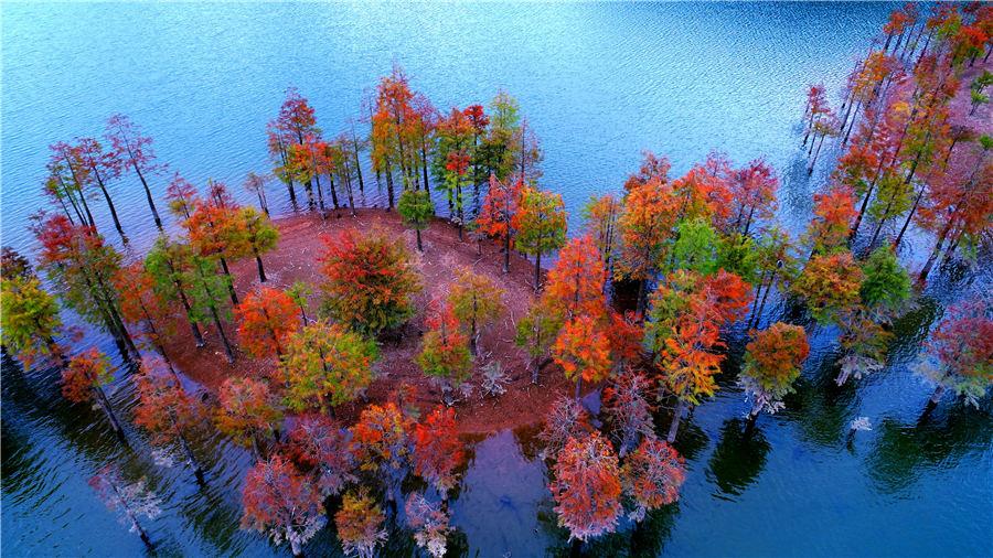 An aerial view of the colorful redwood forest at Zhengqiao Reservoir in Xianju county, East China\'s Zhejiang Province, on Nov. 4, 2018. (Photo/Asianewsphoto)