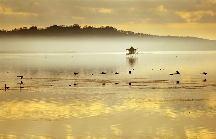 As winter approaches, Swan Lake in Rongcheng, East China\'s Shandong Province, attracts flocks of swans to spend the winter. (Photo/Asianewsphoto)