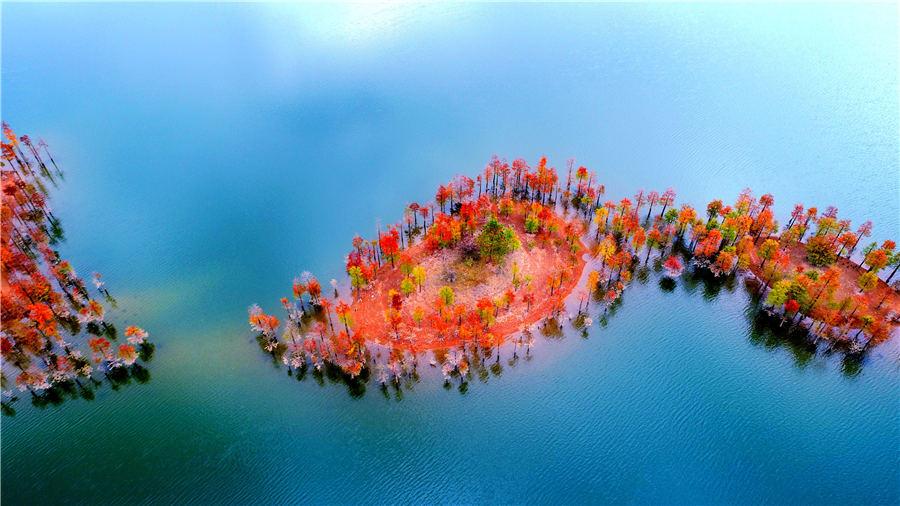 An aerial view of the colorful redwood forest at Zhengqiao Reservoir in Xianju county, East China\'s Zhejiang Province, on Nov. 4, 2018. (Photo/Asianewsphoto)