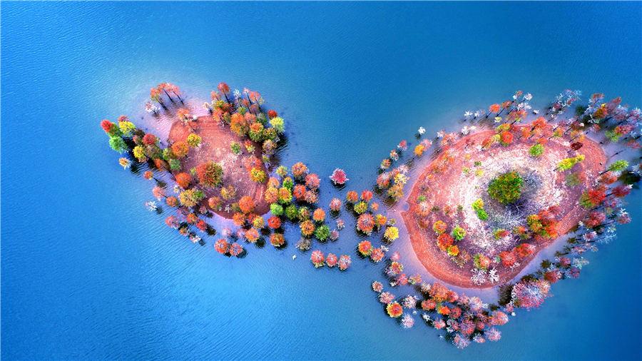 An aerial view of the colorful redwood forest at Zhengqiao Reservoir in Xianju county, East China\'s Zhejiang Province, on Nov. 4, 2018. (Photo/Asianewsphoto)