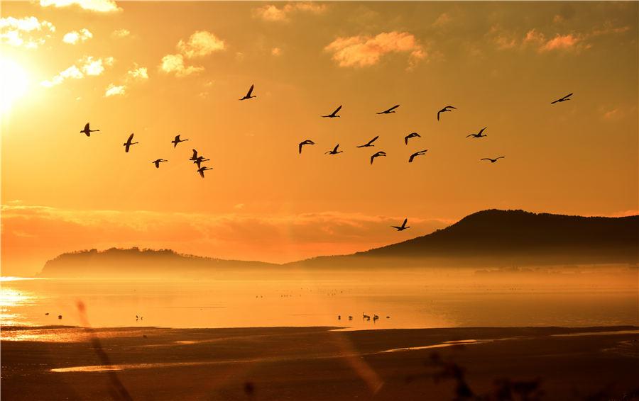 As winter approaches, Swan Lake in Rongcheng, East China\'s Shandong Province, attracts flocks of swans to spend the winter. (Photo/Asianewsphoto)