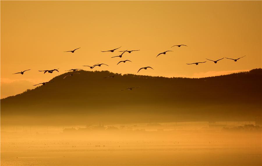 As winter approaches, Swan Lake in Rongcheng, East China\'s Shandong Province, attracts flocks of swans to spend the winter. (Photo/Asianewsphoto)