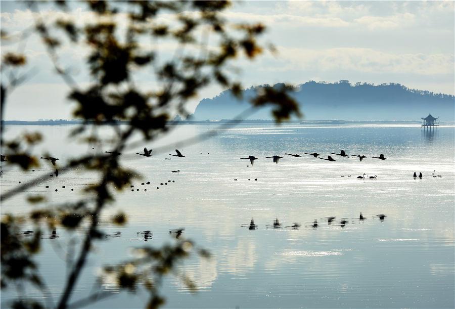 As winter approaches, Swan Lake in Rongcheng, East China\'s Shandong Province, attracts flocks of swans to spend the winter. (Photo/Asianewsphoto)