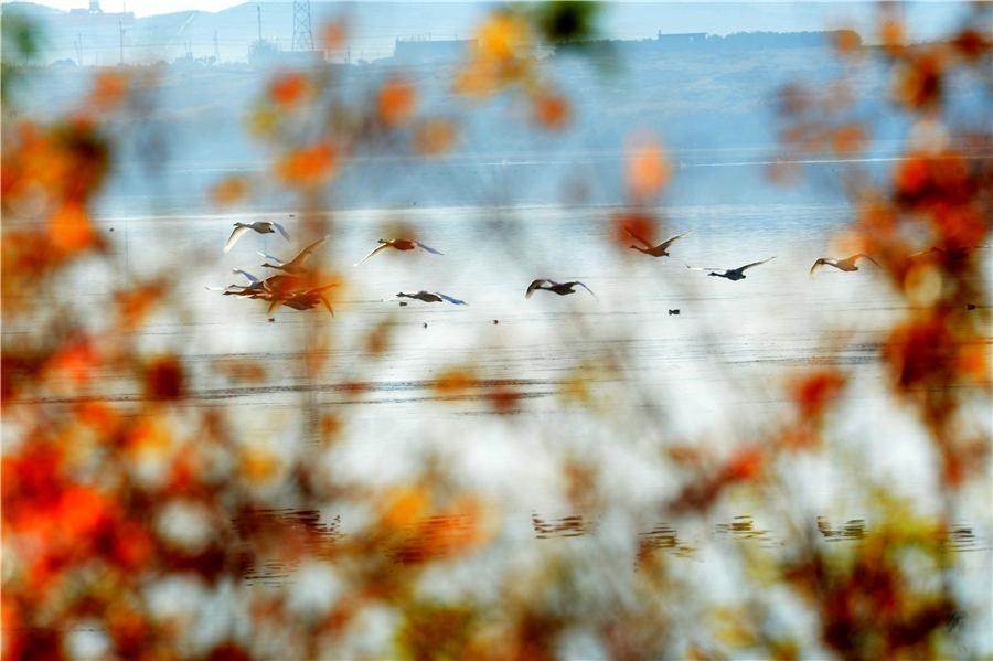 As winter approaches, Swan Lake in Rongcheng, East China\'s Shandong Province, attracts flocks of swans to spend the winter. (Photo/Asianewsphoto)