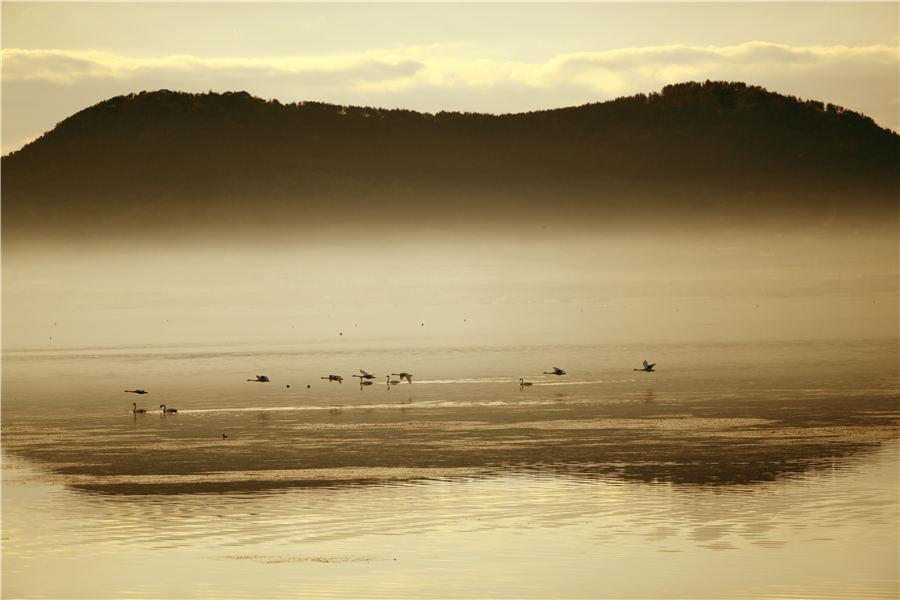 As winter approaches, Swan Lake in Rongcheng, East China\'s Shandong Province, attracts flocks of swans to spend the winter. (Photo/Asianewsphoto)