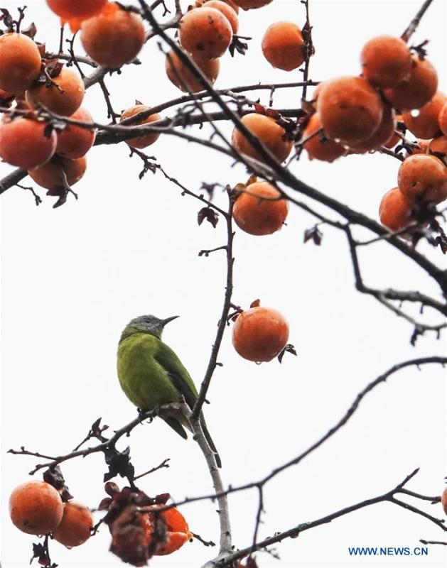 A bird rests on a persimmon tree at Guizhou arboretum in Guiyang, southwest China\'s Guizhou Province, on Nov. 7, 2018. (Xinhua/Qiao Qiming)