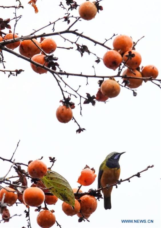 A bird rests on a persimmon tree at Guizhou arboretum in Guiyang, southwest China\'s Guizhou Province, on Nov. 7, 2018. (Xinhua/Qiao Qiming)