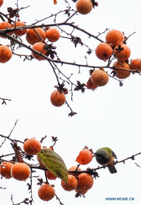 Birds eat persimmons on a tree at Guizhou arboretum in Guiyang, southwest China\'s Guizhou Province, on Nov. 7, 2018. (Xinhua/Qiao Qiming)