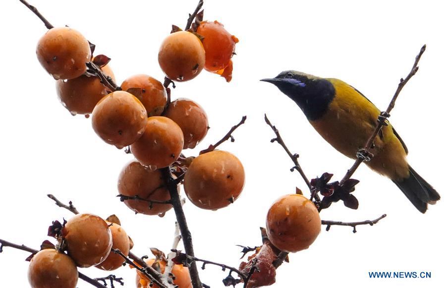 A bird rests on a persimmon tree at Guizhou arboretum in Guiyang, southwest China\'s Guizhou Province, on Nov. 7, 2018. (Xinhua/Qiao Qiming)