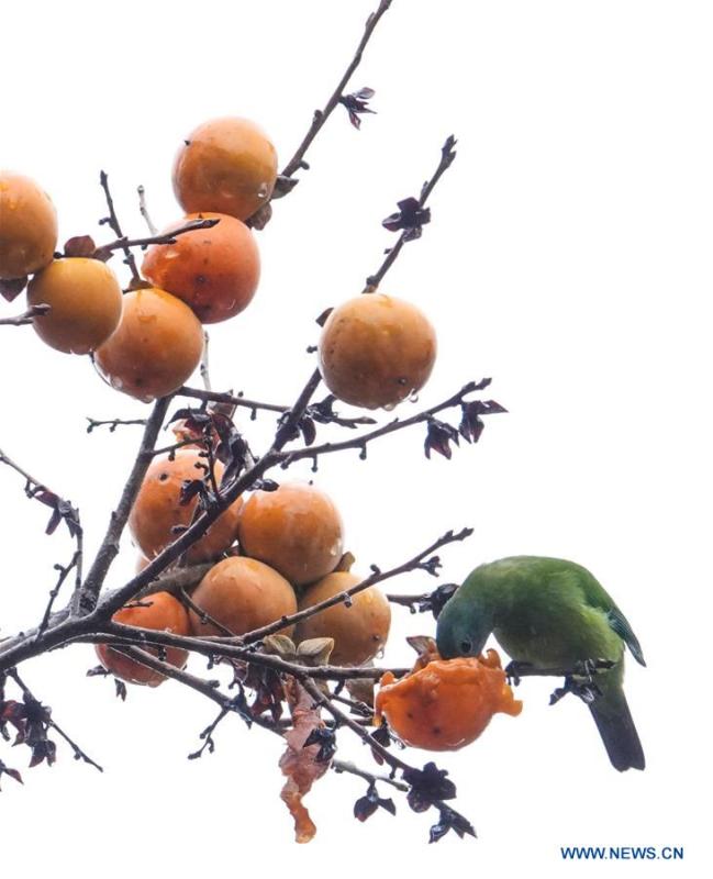 A bird eats a persimmon on a tree at Guizhou arboretum in Guiyang, southwest China\'s Guizhou Province, on Nov. 7, 2018. (Xinhua/Qiao Qiming)