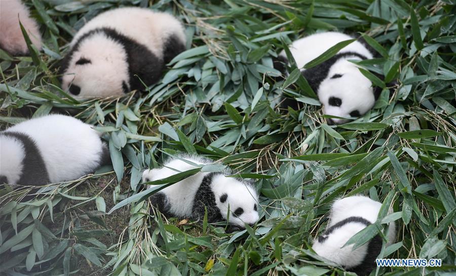Photo taken on Oct. 13, 2017 shows giant panda cubs at the Bifengxia base of China Conservation and Research Center for Giant Pandas in Ya\'an, southwest China\'s Sichuan Province. The number of captive pandas had reached 548 globally as of November this year, said China\'s National Forestry and Grassland Administration Thursday. A total of 48 pandas were born, and 45 survived this year in China, a survival rate of 93.75 percent, according to data released by the administration at the on-going International Conference for the Giant Panda Conservation and Breeding held in Chengdu. (Xinhua/Xue Yubin)