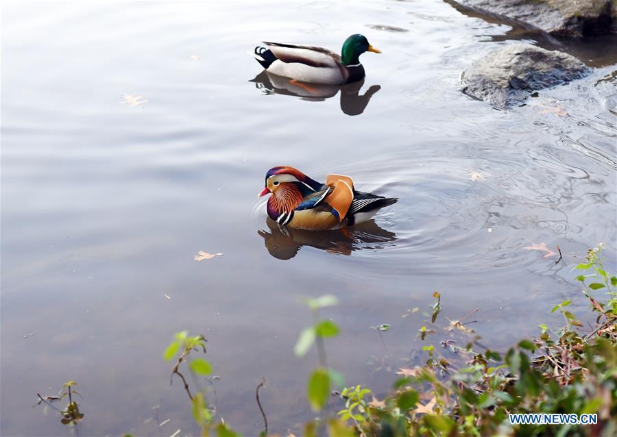 A Mandarin duck (Front) paddles on a pond at the Central Park in New York, the United States, on Nov. 8, 2018. Mandarin ducks are native to East Asia and renowned for their dazzling multicolored feathers. This rare Mandarin duck, first spotted in early October, has become a new star at the Central Park, one of New York City\'s most-visited attractions. (Xinhua/Li Rui)