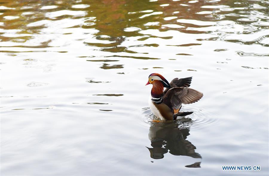A Mandarin duck paddles on a pond at the Central Park in New York, the United States, on Nov. 8, 2018. Mandarin ducks are native to East Asia and renowned for their dazzling multicolored feathers. This rare Mandarin duck, first spotted in early October, has become a new star at the Central Park, one of New York City\'s most-visited attractions. (Xinhua/Li Rui)