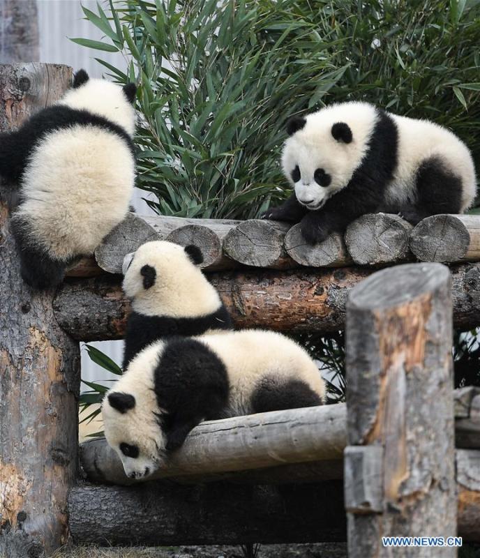 Photo taken on Feb. 15, 2018 shows a giant panda at the Shenshuping base of China Conservation and Research Center for Giant Pandas in Wolong, southwest China\'s Sichuan Province. The number of captive pandas had reached 548 globally as of November this year, said China\'s National Forestry and Grassland Administration Thursday. A total of 48 pandas were born, and 45 survived this year in China, a survival rate of 93.75 percent, according to data released by the administration at the on-going International Conference for the Giant Panda Conservation and Breeding held in Chengdu. (Xinhua/Xue Yubin)