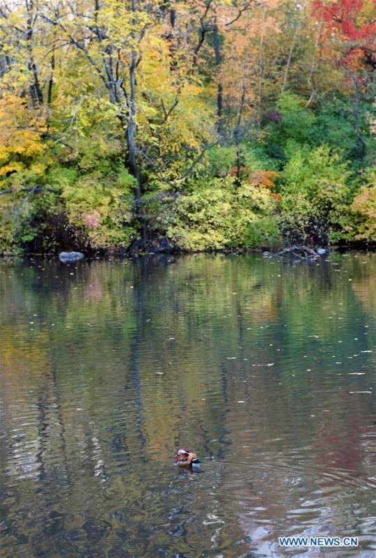 A Mandarin duck paddles on a pond at the Central Park in New York, the United States, on Nov. 8, 2018. Mandarin ducks are native to East Asia and renowned for their dazzling multicolored feathers. This rare Mandarin duck, first spotted in early October, has become a new star at the Central Park, one of New York City\'s most-visited attractions. (Xinhua/Li Rui)