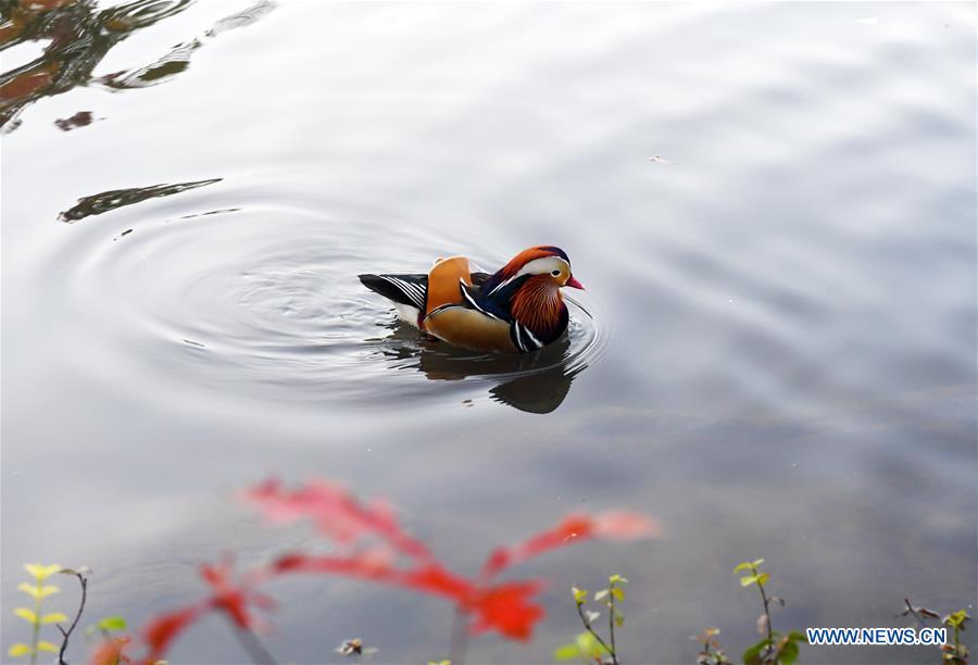 A Mandarin duck swims on a pond at the Central Park in New York, the United States, on Nov. 8, 2018. Mandarin ducks are native to East Asia and renowned for their dazzling multicolored feathers. This rare Mandarin duck, first spotted in early October, has become a new star at the Central Park, one of New York City\'s most-visited attractions. (Xinhua/Li Rui)