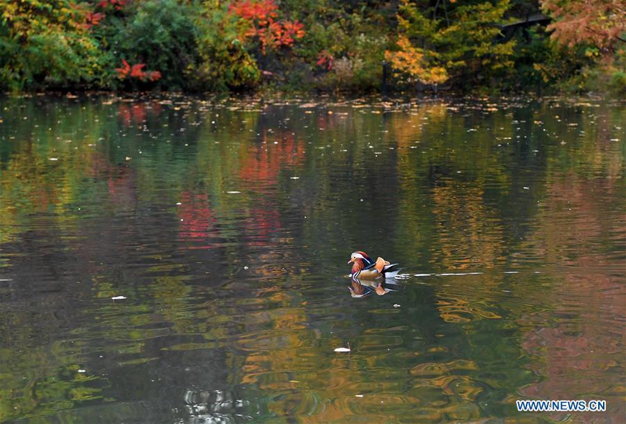 A Mandarin duck paddles on a pond at the Central Park in New York, the United States, on Nov. 8, 2018. Mandarin ducks are native to East Asia and renowned for their dazzling multicolored feathers. This rare Mandarin duck, first spotted in early October, has become a new star at the Central Park, one of New York City\'s most-visited attractions. (Xinhua/Li Rui)