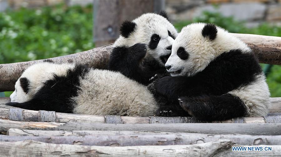 Photo taken on April 25, 2018 shows giant pandas at the Shenshuping base of China Conservation and Research Center for Giant Pandas in Wolong, southwest China\'s Sichuan Province. The number of captive pandas had reached 548 globally as of November this year, said China\'s National Forestry and Grassland Administration Thursday. A total of 48 pandas were born, and 45 survived this year in China, a survival rate of 93.75 percent, according to data released by the administration at the on-going International Conference for the Giant Panda Conservation and Breeding held in Chengdu. (Xinhua/Xue Yubin)