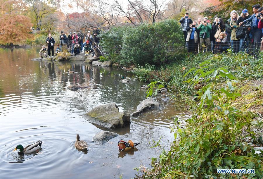 People watch and take photos of a Mandarin duck (R) at the Central Park in New York, the United States, on Nov. 8, 2018. Mandarin ducks are native to East Asia and renowned for their dazzling multicolored feathers. This rare Mandarin duck, first spotted in early October, has become a new star at the Central Park, one of New York City\'s most-visited attractions. (Xinhua/Li Rui)