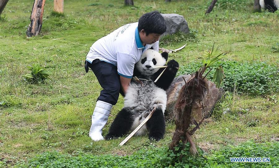 A staff takes care of a giant panda at the Shenshuping base of China Conservation and Research Center for Giant Pandas in Wolong, southwest China\'s Sichuan Province, on Sept. 23, 2017. The number of captive pandas had reached 548 globally as of November this year, said China\'s National Forestry and Grassland Administration Thursday. A total of 48 pandas were born, and 45 survived this year in China, a survival rate of 93.75 percent, according to data released by the administration at the on-going International Conference for the Giant Panda Conservation and Breeding held in Chengdu. (Xinhua/Xue Yubin)