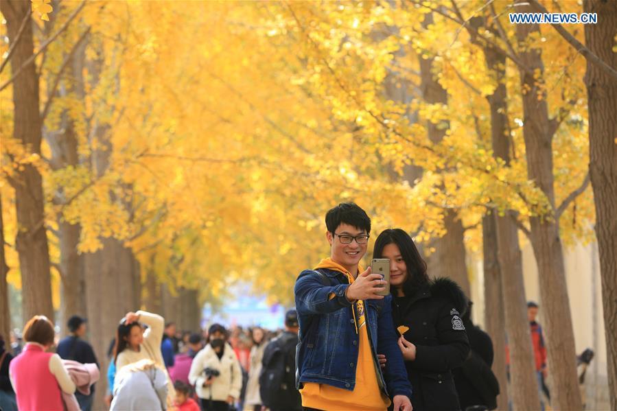 A couple pose for a selfie while visiting an avenue lined with ginkgo trees near the Diaoyutai State Guesthouse in Beijing, capital of China, Nov. 10, 2018. (Xinhua/Wang Zhongsheng)