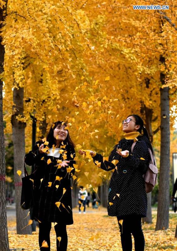 Two women reach for falling ginkgo leaves at Hebei University of Economics and Business in Shijiazhuang, north China\'s Hebei Province, Nov. 9, 2018. (Xinhua/Chen Qibao)