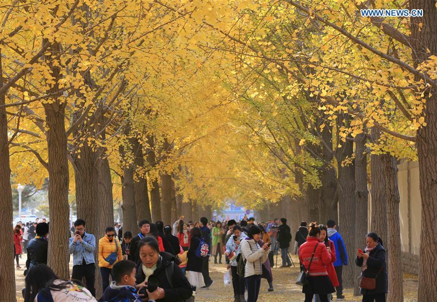 People visit an avenue lined with ginkgo trees near the Diaoyutai State Guesthouse in Beijing, capital of China, Nov. 10, 2018. (Xinhua/Wang Zhongsheng)