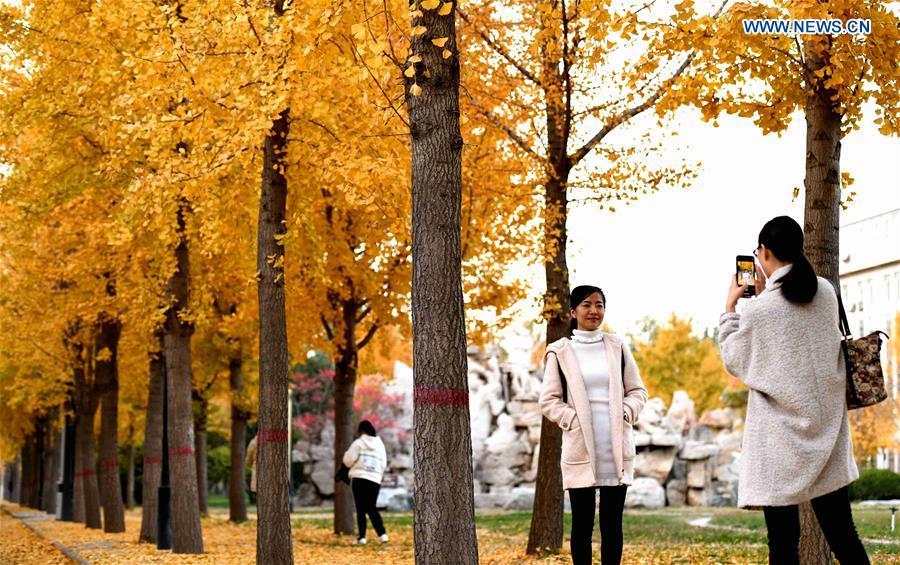 A woman poses for photos with ginkgo trees at Hebei University of Economics and Business in Shijiazhuang, north China\'s Hebei Province, Nov. 9, 2018. (Xinhua/Chen Qibao)