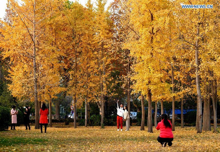 People spend their leisure time under ginkgo trees at Hebei University of Economics and Business in Shijiazhuang, north China\'s Hebei Province, Nov. 9, 2018. (Xinhua/Chen Qibao)