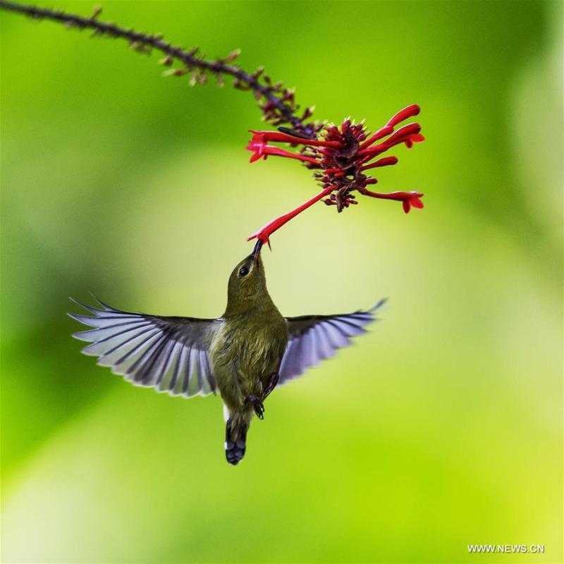 A sunbird gathers honey from a flower at the Fuzhou National Forest Park in Fuzhou, capital of southeast China\'s Fujian Province, Nov. 11, 2018. (Xinhua/Mei Yongcun)