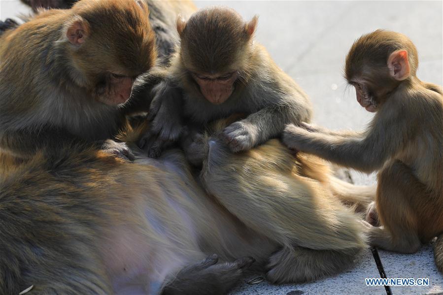 Photo taken on Nov. 10, 2018 shows monkeys at Huaguo Mountain Scenic Area in Lianyungang, east China\'s Jiangsu Province. (Xinhua/Si Wei)