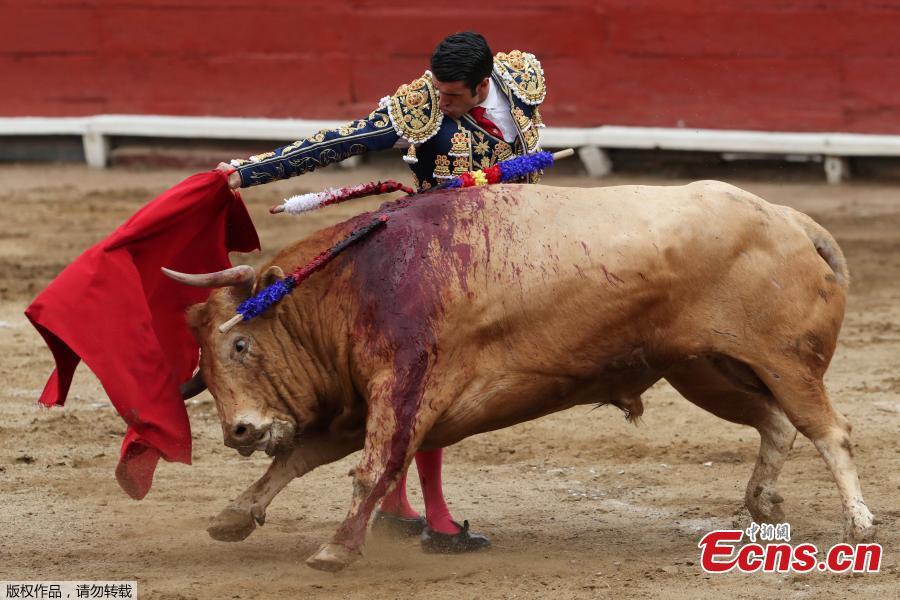 Spanish bullfighter Emilio de Justo performs a pass during a bullfight at Peru\'s historic Plaza de Acho bullring in Lima, November 11, 2018. (Photo/Agencies)