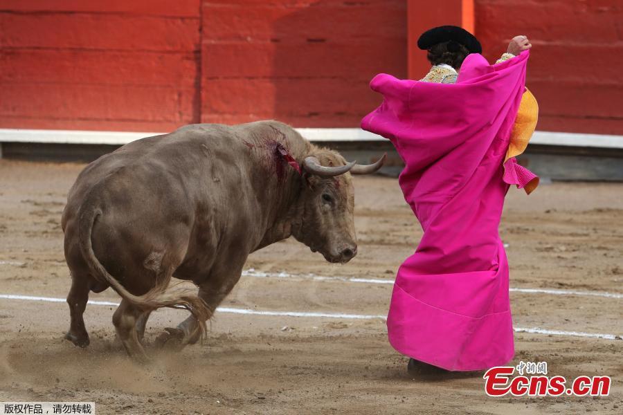 Peruvian bullfighter Alfonso de Lima performs a pass during a bullfight at Peru\'s historic Plaza de Acho bullring in Lima, November 11, 2018. (Photo/Agencies)