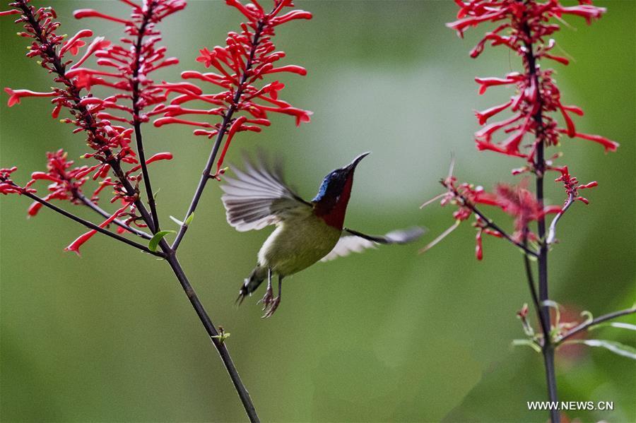 A sunbird flies amid flowers at the Fuzhou National Forest Park in Fuzhou, capital of southeast China\'s Fujian Province, Nov. 10, 2018. (Xinhua/Mei Yongcun)
