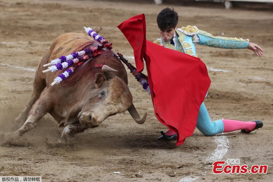 Spanish bullfighter Alvaro Lorenzo performs a pass during a bullfight at Peru\'s historic Plaza de Acho bullring in Lima, November 11, 2018. (Photo/Agencies)