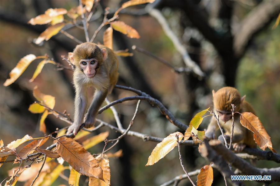 Monkeys play on a tree at Huaguo Mountain Scenic Area in Lianyungang, east China\'s Jiangsu Province, Nov. 10, 2018. (Xinhua/Si Wei)