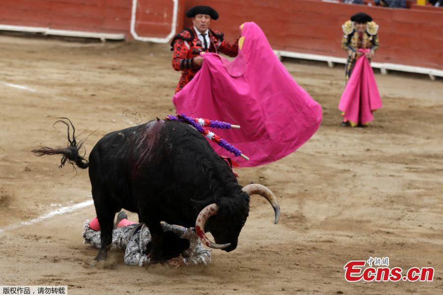 A matador\'s assistant is tackled by a bull during a bullfight at Peru\'s historic Plaza de Acho bullring in Lima, November 11, 2018. (Photo/Agencies)