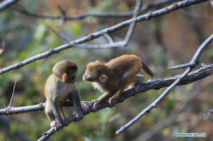 Monkeys play on a tree at Huaguo Mountain Scenic Area in Lianyungang, east China\'s Jiangsu Province, Nov. 10, 2018. (Xinhua/Si Wei)
