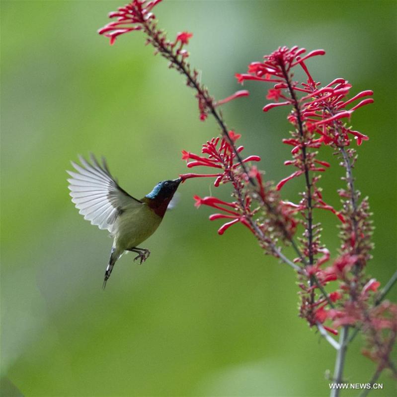 A sunbird gathers honey from a flower at the Fuzhou National Forest Park in Fuzhou, capital of southeast China\'s Fujian Province, Nov. 10, 2018. (Xinhua/Mei Yongcun)