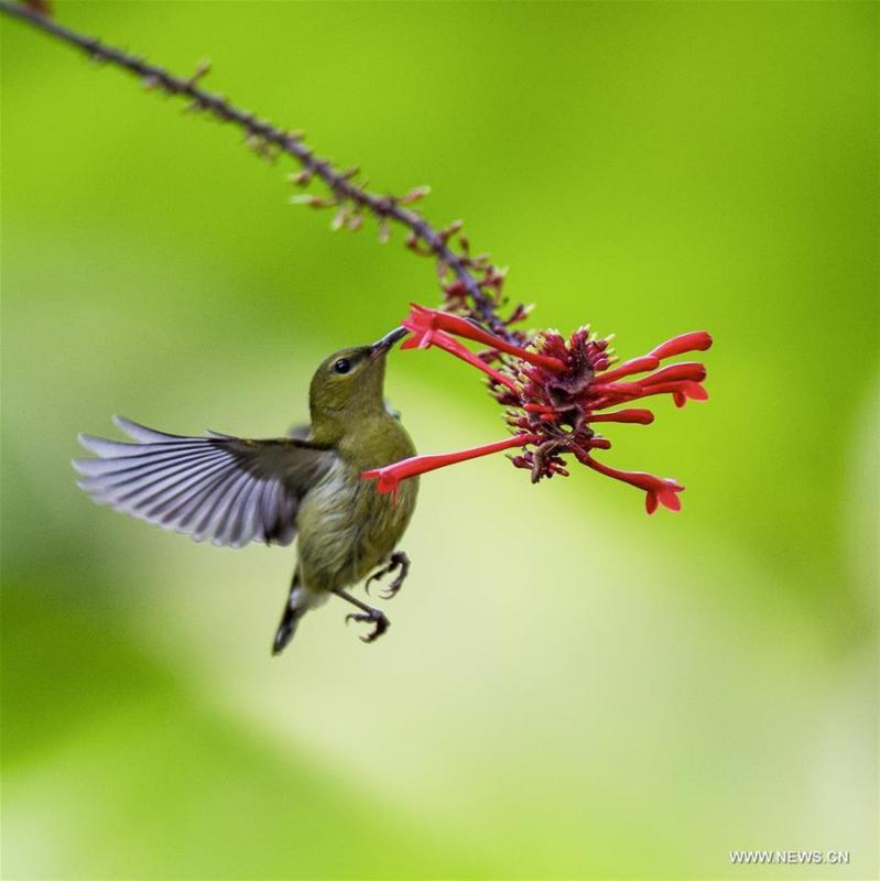 A sunbird gathers honey from a flower at the Fuzhou National Forest Park in Fuzhou, capital of southeast China\'s Fujian Province, Nov. 11, 2018. (Xinhua/Mei Yongcun)