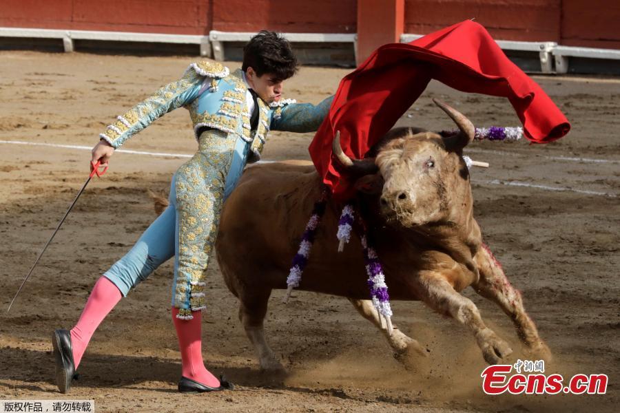 Spanish bullfighter Alvaro Lorenzo performs a pass during a bullfight at Peru\'s historic Plaza de Acho bullring in Lima, November 11, 2018. (Photo/Agencies)