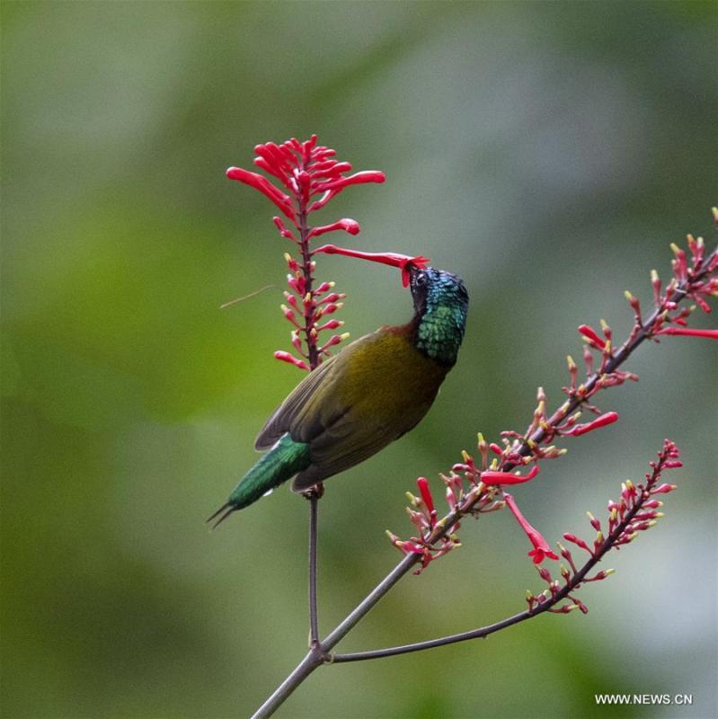 A sunbird gathers honey from a flower at the Fuzhou National Forest Park in Fuzhou, capital of southeast China\'s Fujian Province, Nov. 10, 2018. (Xinhua/Mei Yongcun)