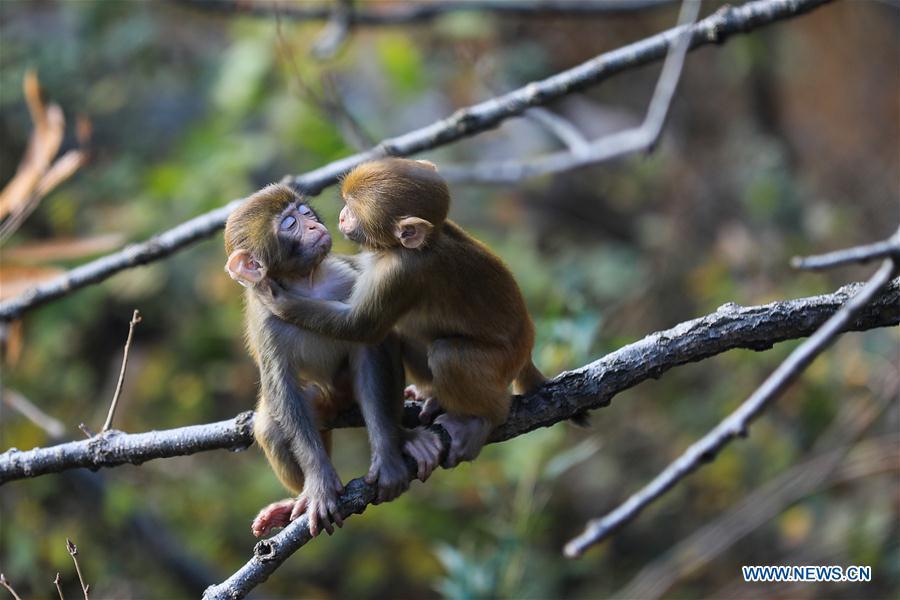 Monkeys play on a tree at Huaguo Mountain Scenic Area in Lianyungang, east China\'s Jiangsu Province, Nov. 10, 2018. (Xinhua/Si Wei)