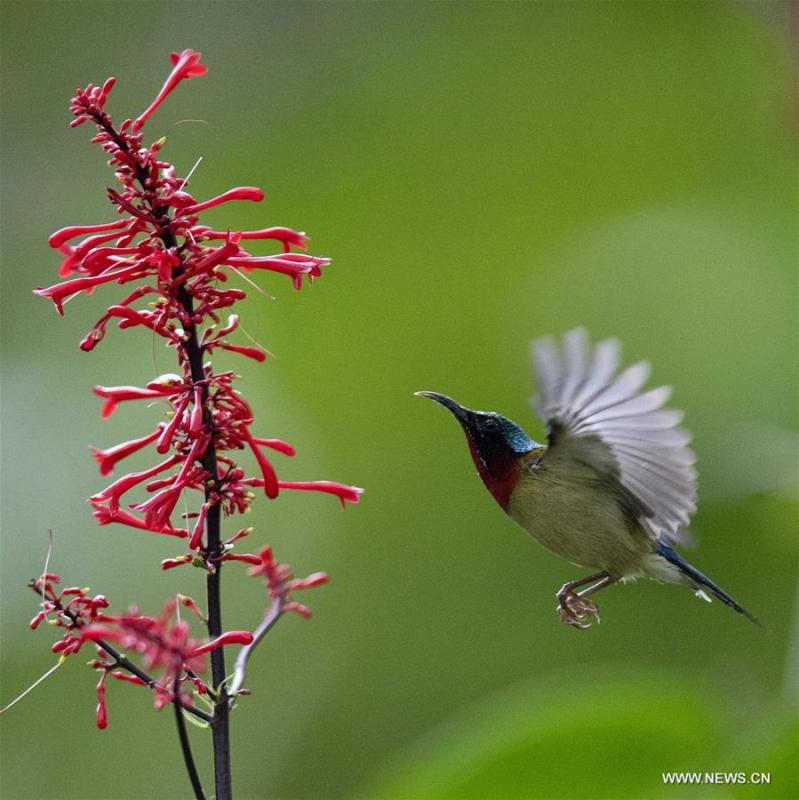 A sunbird flies amid flowers at the Fuzhou National Forest Park in Fuzhou, capital of southeast China\'s Fujian Province, Nov. 10, 2018. (Xinhua/Mei Yongcun)